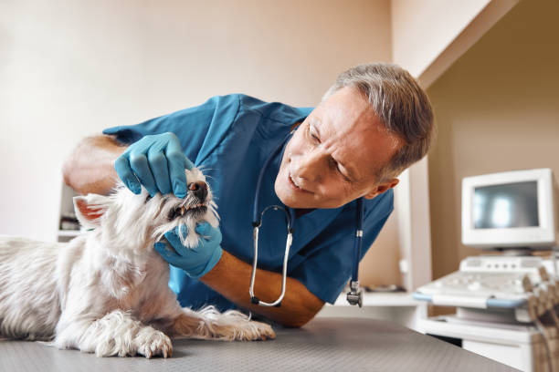Best Mobile Emergency Dentist in Trinity, FL